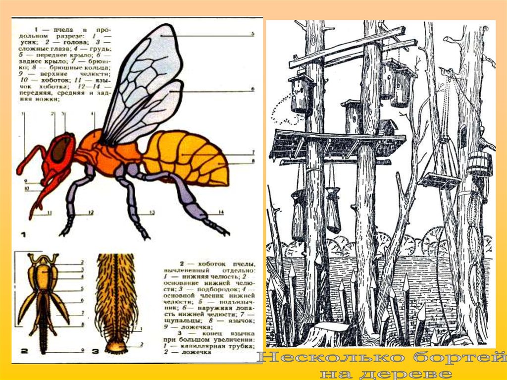 Пчеловодство презентация 7 класс - 88 фото