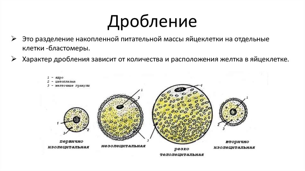 Дробление это. Дробление. Дробление клетки. Резко телолецитальная дробления. Клеточные механизмы дробления.