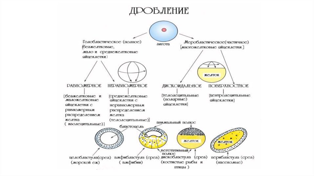 Дробление бизнеса амнистия. Спиральное голобластическое дробление. Спиральный Тип дробления. Характеристика дробления у человека. (Дробление презентация.