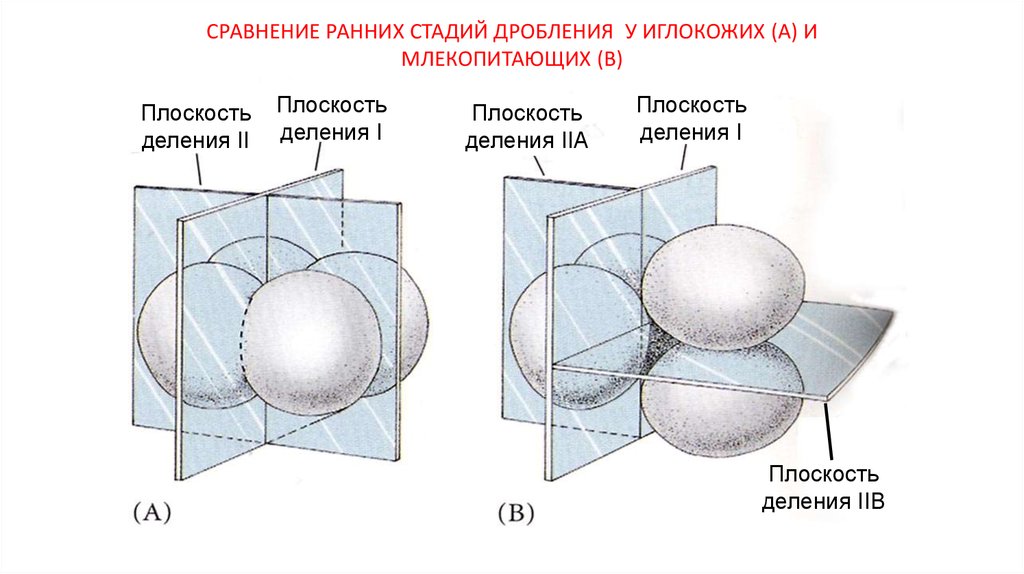 Деление дробления. Деления дробления. Плоскости дробления. Дробление информации. Особенности дробления.