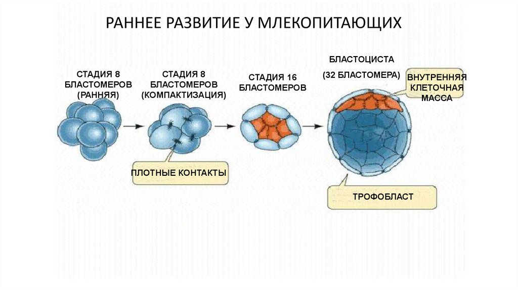 Дробление бизнеса. Дробление вещества. Дробление информации. Дробление молекулы. Суммирование и дробление.