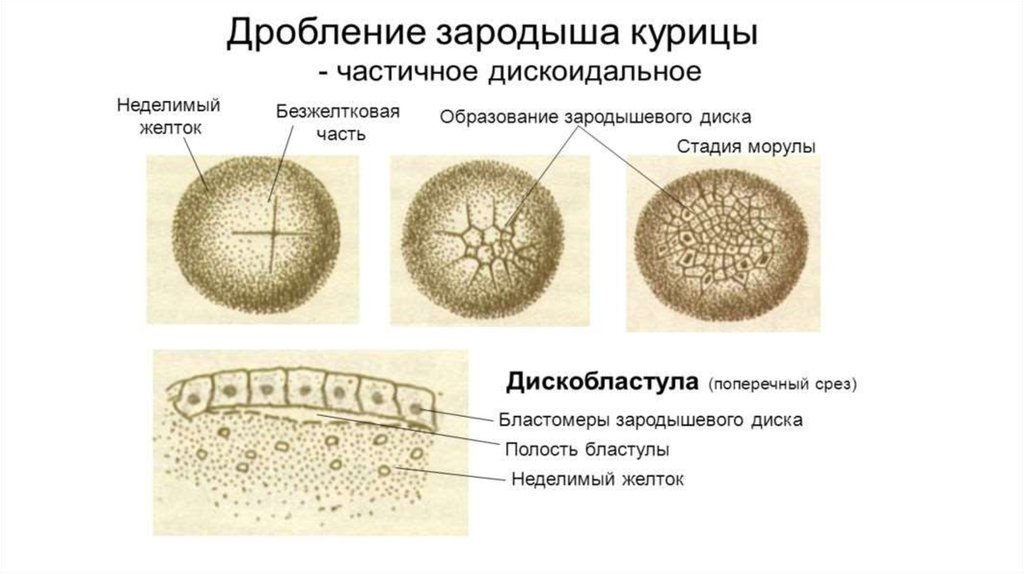 Дробление животных. Типы дробления зиготы. Дробление (механизмы, строение зародыша).. Типы дробления яйцеклеток. Полное и неполное дробление.