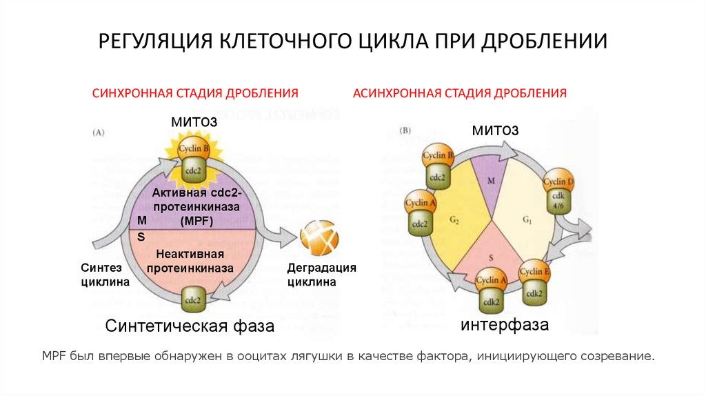 Дробление бизнеса. Дробление в Музыке примеры. Дробление сообщений социальной сети пример.