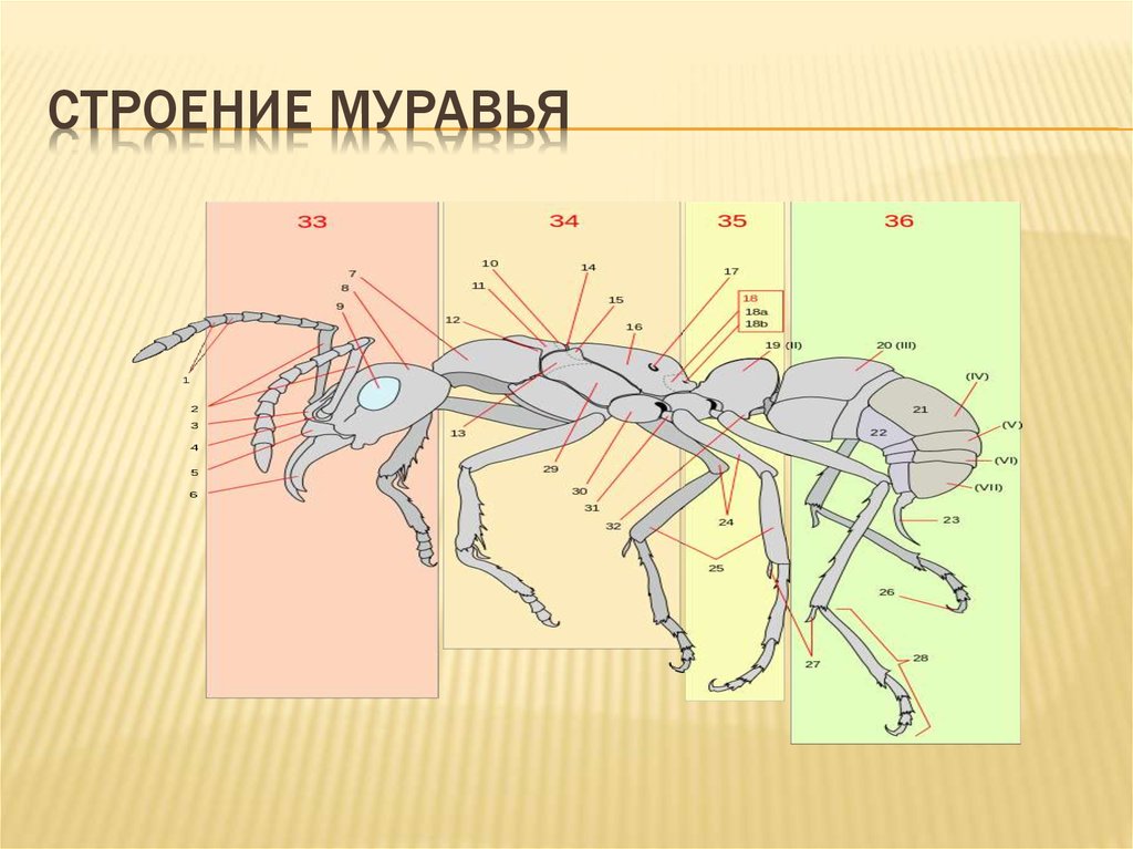 Муравей строение картинка