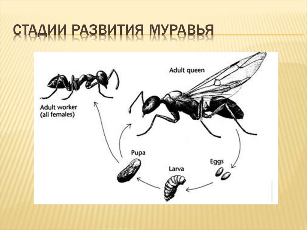 Какой тип развития характерен для муравья. Жизненный цикл муравья. Цикл развития муравья. Жизненный цикл муравья схема. Стадии развития муравья схема.