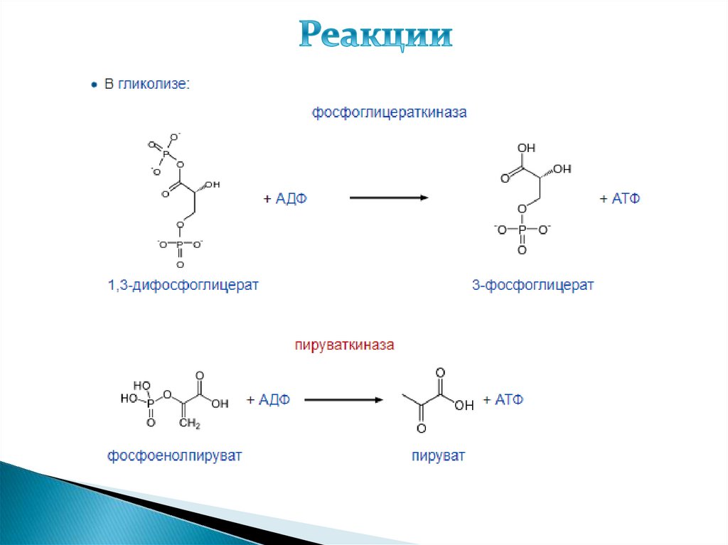Реакции субстратного фосфорилирования в гликолизе