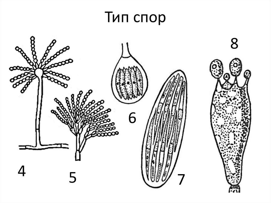 Типы спор растений. Спора строение растения. Размножение спорами у растений. Споры развиваются на побегах