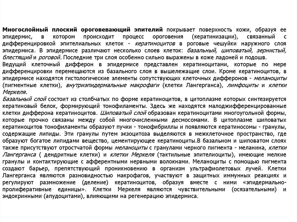 Диферон. Процесс кератинизации гистология. Многослойный плоский ороговевающий эпителий. Многослойный плоский ороговевающий эпителий фото.