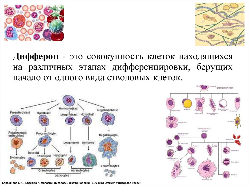 Дифференцировка клеток этапы. Стволовые кроветворные клетки дифферон. Дифферон клетки соединительной ткани. Соединительная ткань дифферщо. Клеточный дифферон схема.