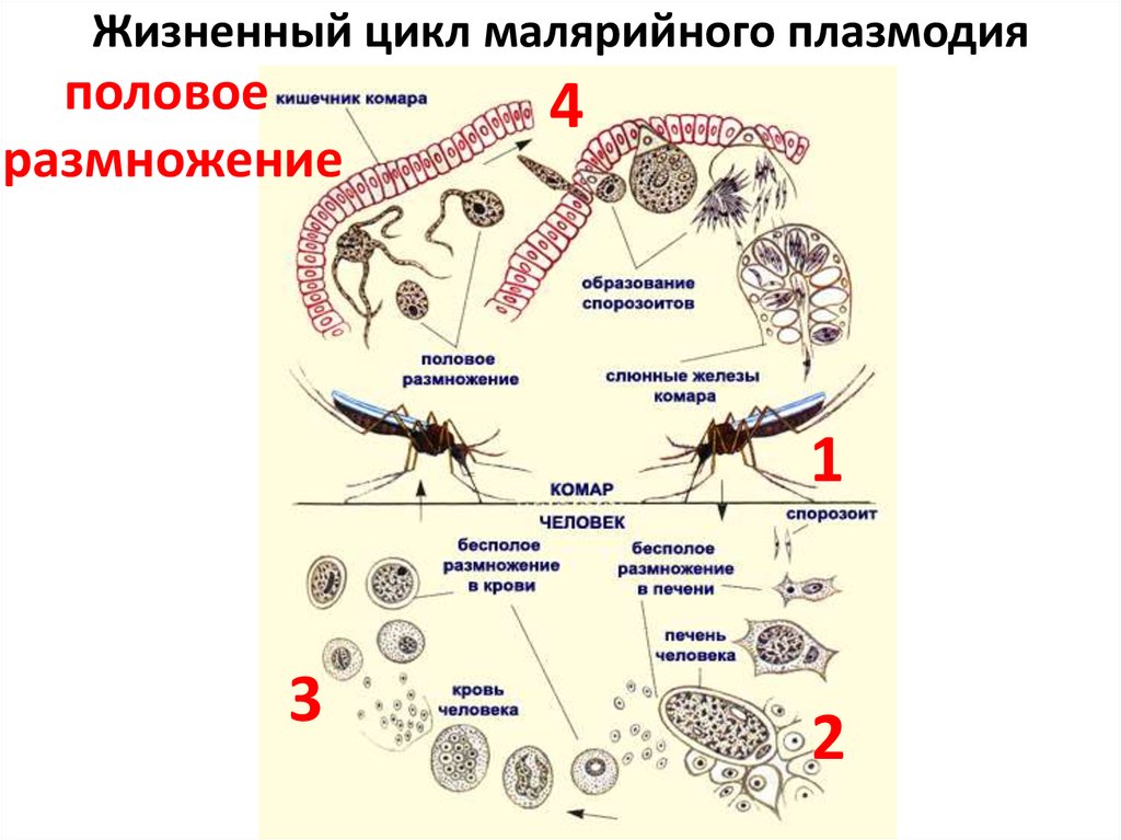 Установите последовательность происходящих при размножении человека. Цикл размножения малярийного плазмодия. Размножение малярийного плазмодия. Жизненный цикл малярийного комара схема. Способ размножения малярийного плазмодия.
