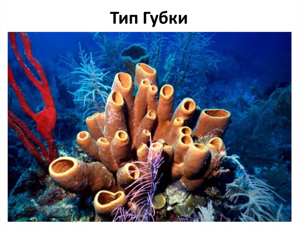 Тип Губки