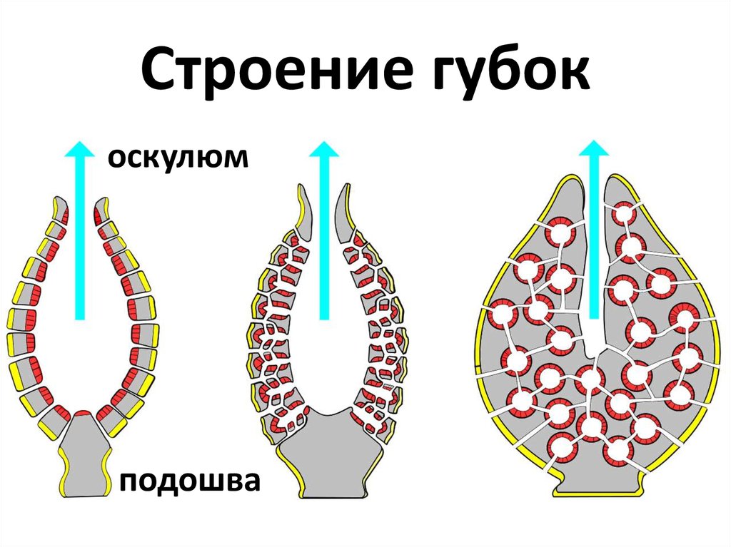Строение губок