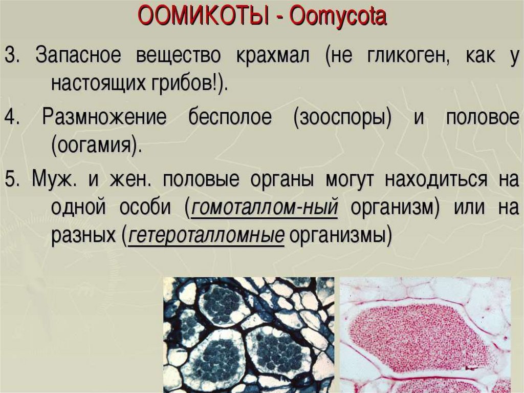 Где находятся запасные вещества. Царство грибы отдел Оомикота. Грибы Оомикота представители. Представители отдела грибов Оомикота. Отдел Оомикота.