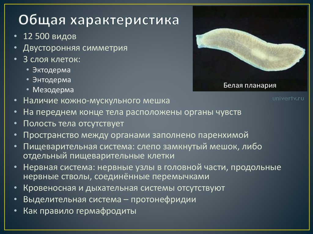 Плоские черви наличие полости