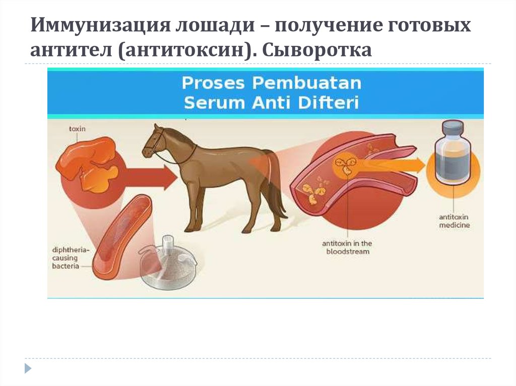 Сыворотка содержит готовые. Иммунизация лошадей. Готовые антитела. Введение готовых антител. Иммунизация животных для получения антител.