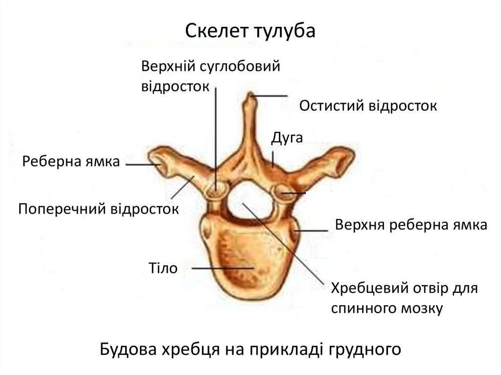 Отростки позвонков. Реберная ямка поперечного отростка. Смешанные кости человека строение. Перелом суставного отростка с6. Молочный отросток грудного позвонка остистый.