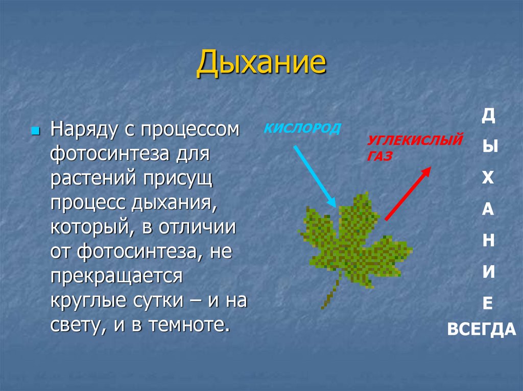 Фотосинтез и дыхание растений презентация