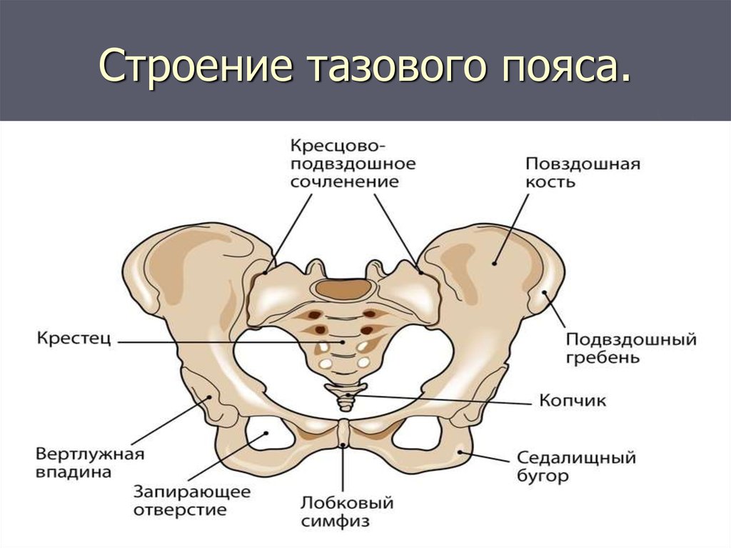 Тазовая кость анатомия человека фото