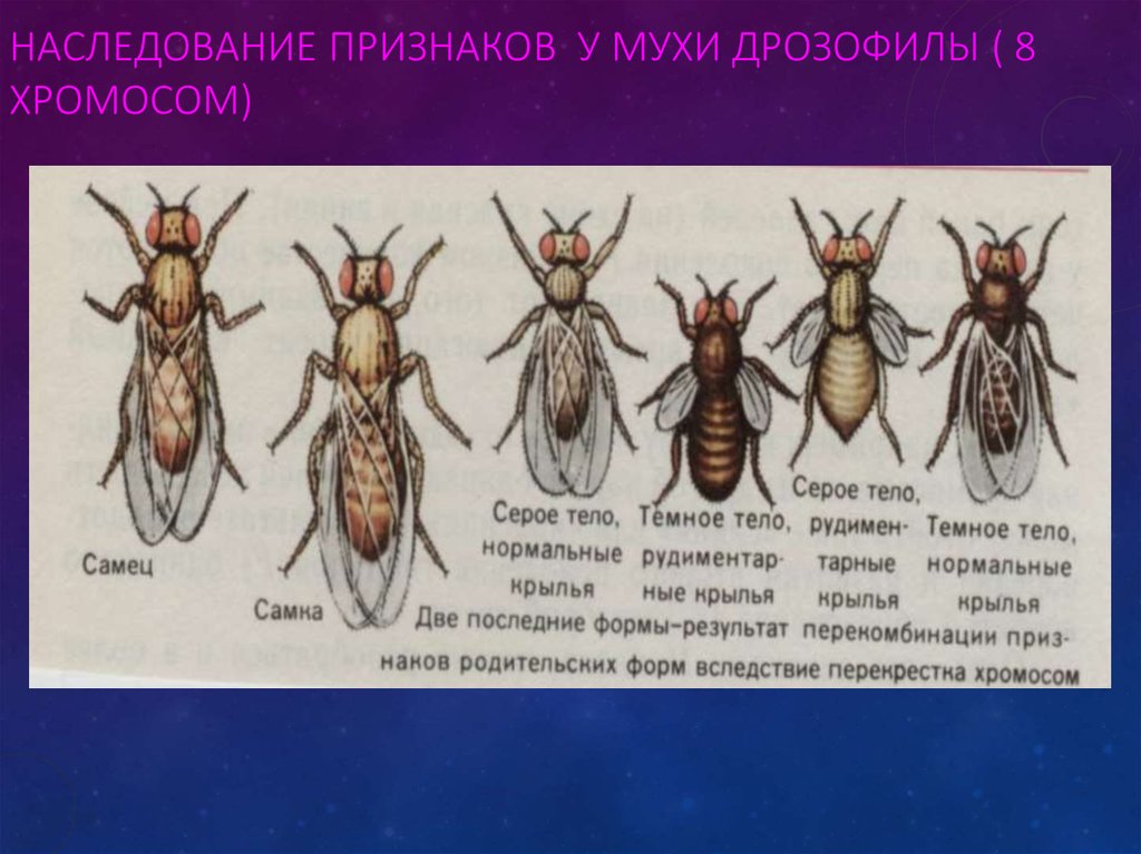 Дрозофила нормальная. Дрозофила норма. Изменчивость мухи дрозофилы. Мутационная изменчивость примеры дрозофилы. Муха дрозофила мутации.