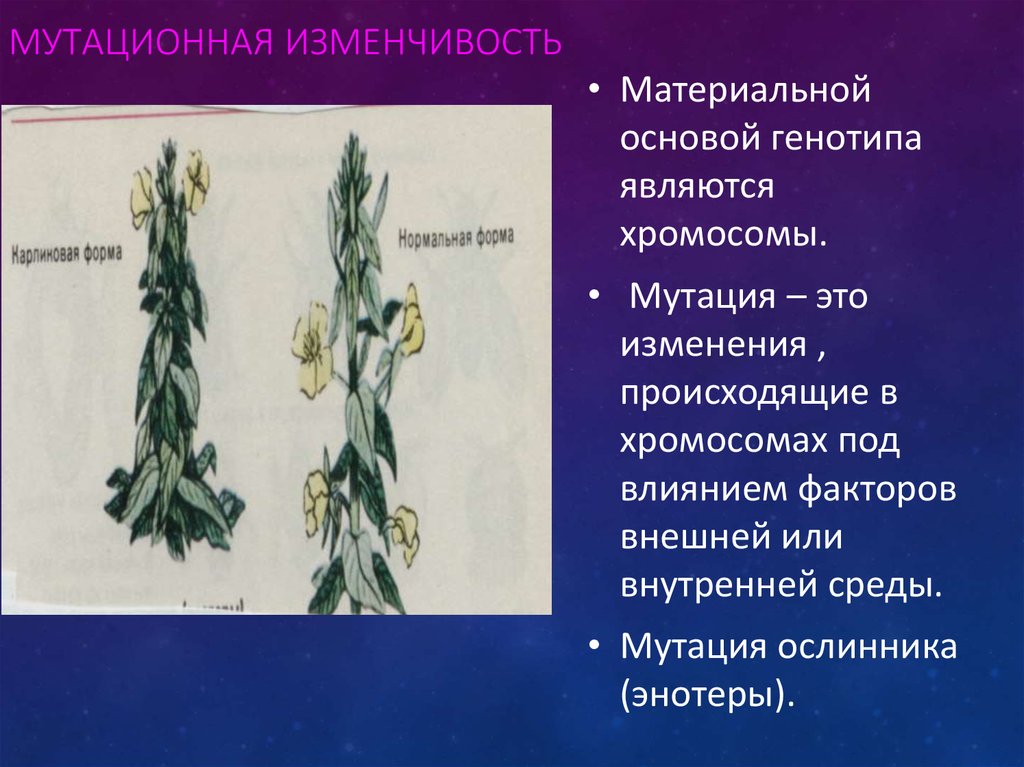 Изменчивость растений