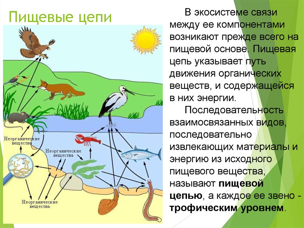 Связи с помощью моделей. Примеры связей в природе. Взаимосвязь в природе примеры. Модель экологических связей. Невидимые связи в природе примеры.