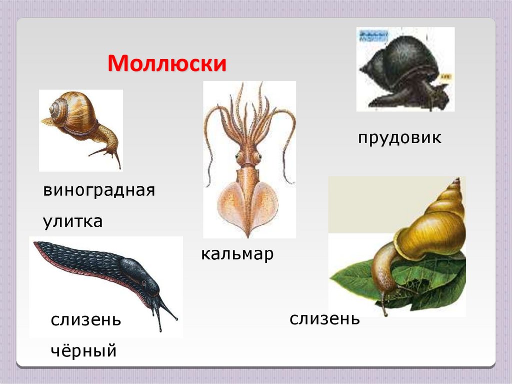 Класс моллюски примеры. Моллюски 3 класс окружающий мир. Разнообразие моллюсков. Группа моллюски. Информация о моллюсках.