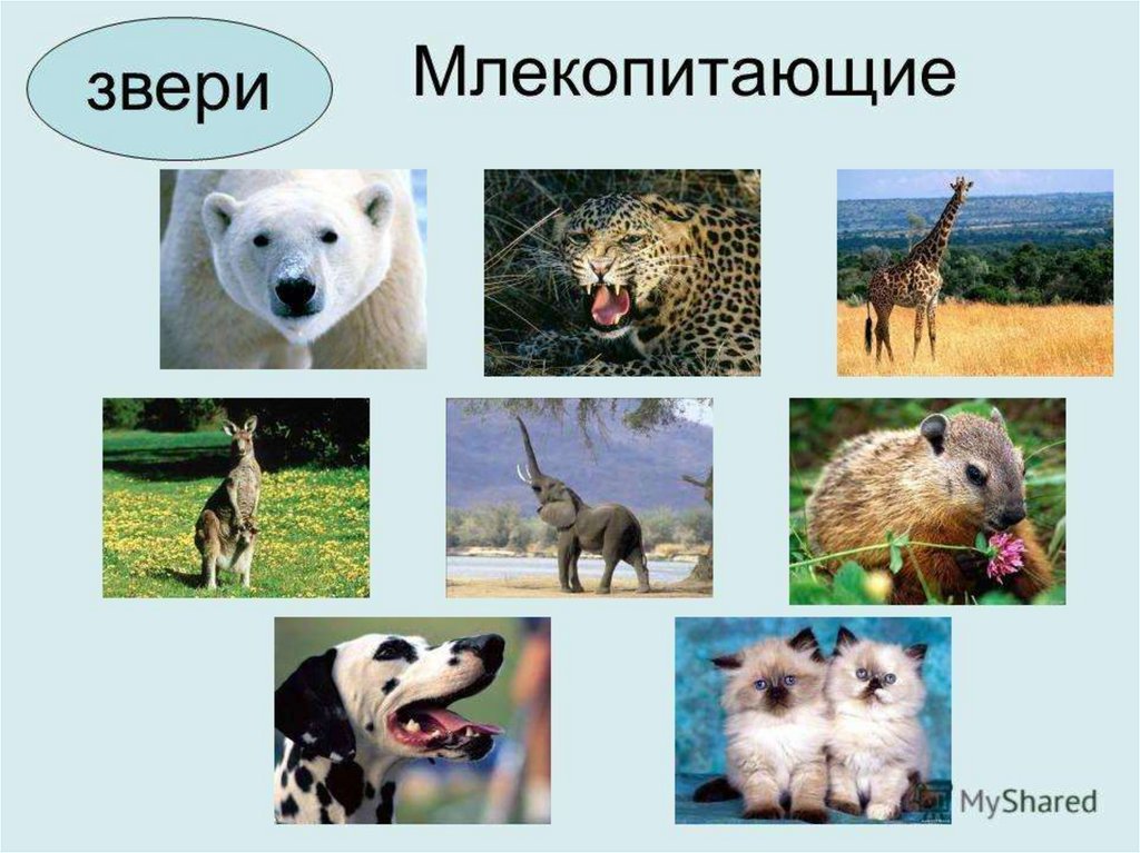 Три примера животных млекопитающих. Млекопитающие животные. Многообразие зверей. Группы животных млекопитающие. Разнообразие млекопитающих.