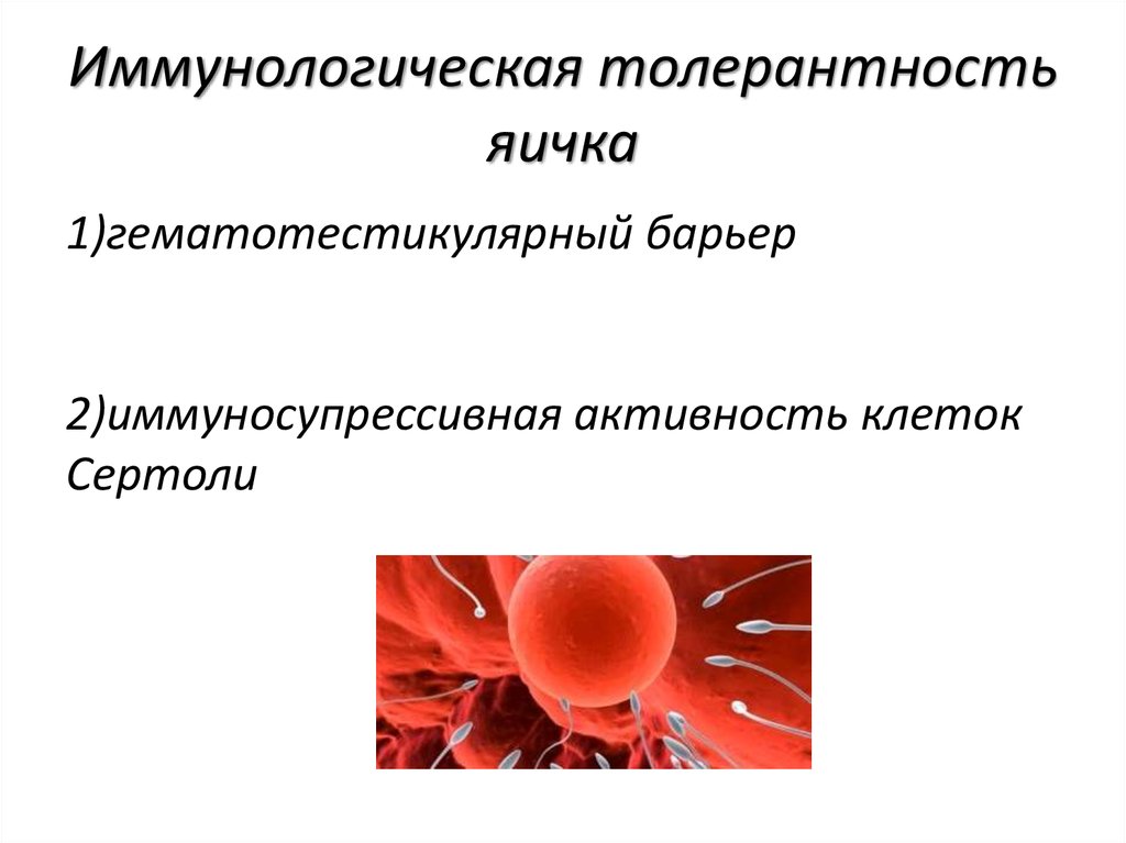 Иммунологическая толерантность. Искусственная иммунологическая толерантность. Центральная иммунологическая толерантность. Иммунологическая память и толерантность.