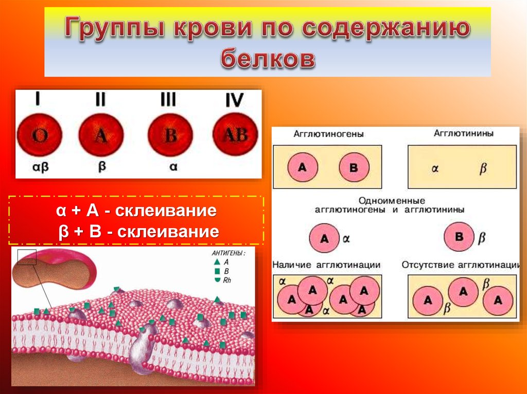 Переливание 4 отрицательной группы. Группа крови. Кровь по группам. Кровь группы крови. Белки определяющие группу крови.