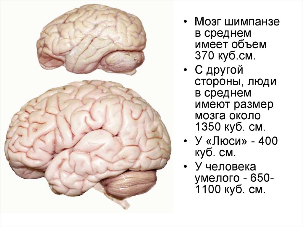 Эволюция размера мозга. Объем мозга. Размер мозга и интеллект. Какого размера мозг у человека. Объем мозга около 650.