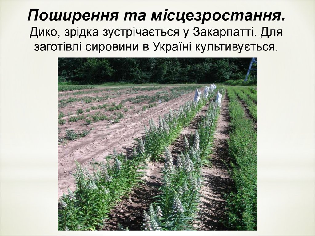 Поширення та мiсцезростання. Дико, зрідка зустрiчається у Закарпаттi. Для заготiвлi сировини в Україні культивується.