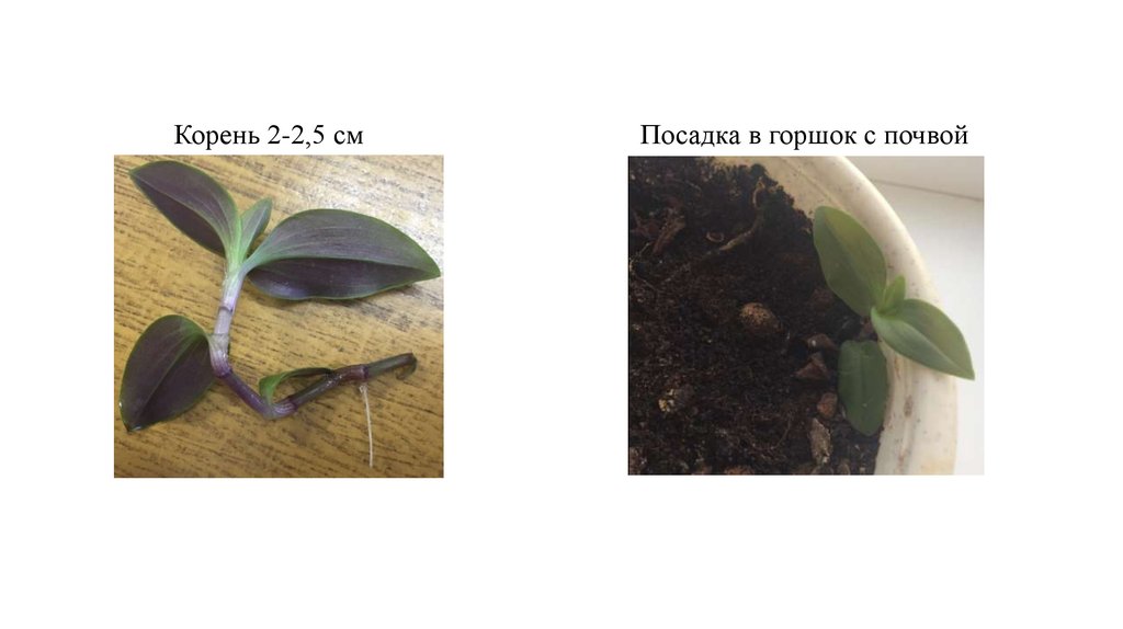 Черенкование комнатных растений