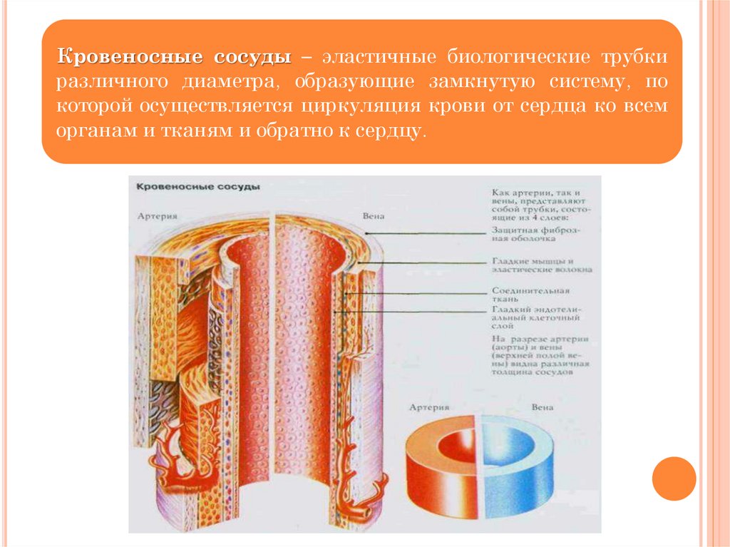 Трубчатые сосуды. Эластичные кровеносные сосуды. Диаметр кровеносных сосудов. Эластические сосуды.