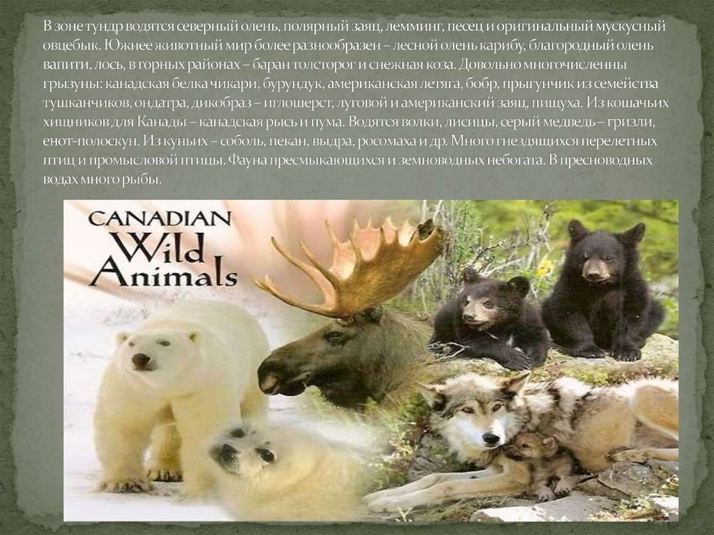 Канадский рысь бурый медведь лось бальзамическая пихта. Животный мир Канады презентация. Фауна Канады для презентации. Что водится в тундре. Бурый медведь обитает в тундре.