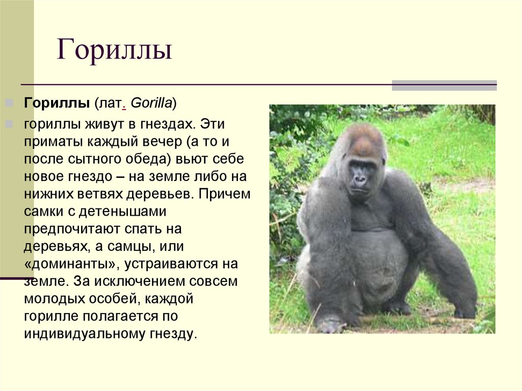 Где обитают шимпанзе. Горилла обитает. Горилла презентация. Горилла описание. Доклад про гориллу.
