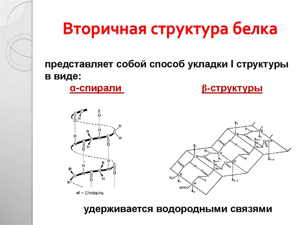 Вторичная структура белка картинка