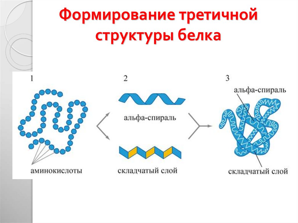 Белки схема химия