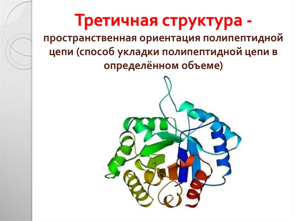 Определите последовательность полипептидной цепи. Строение полипептидной цепи биохимия. Пространственная структура полипептидной цепи. Строение полипептидной цепи. Структура полипептидной цепи.