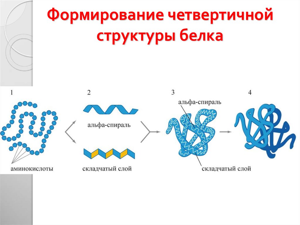 Каков состав белка. Структуры белка первичная вторичная третичная четвертичная. Первичная вторичная и третичная структура белков биохимия. Четвертичная структура белка это структура. Белок 4 структуры.