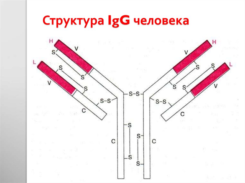 Иммуноглобулины g положительно. Схема молекулы иммуноглобулина g микробиология. Строение иммуноглобулина IGG. Ig g строение. Схема строения молекулы IGG.