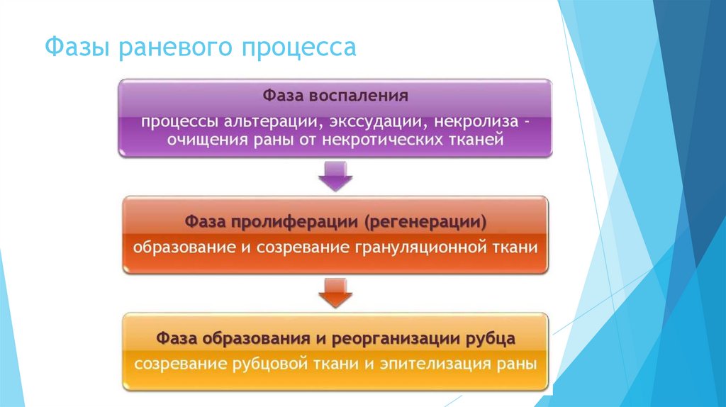 Фазы процесса. Фаза воспаления в раневом процессе. Раневой процесс воспаление. Раневой процесс фазы презентация. Фазы раневого воспаления.