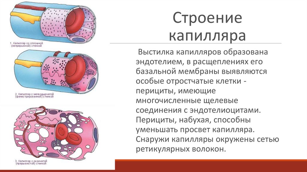 Мезенхимальные опухоли патанатомия презентация