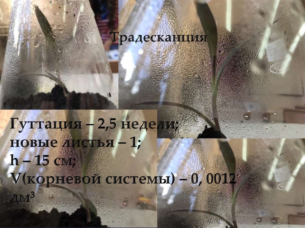 Гуттация – 2,5 недели; новые листья – 1; h – 15 см; V(корневой системы) – 0, 0012 дм³