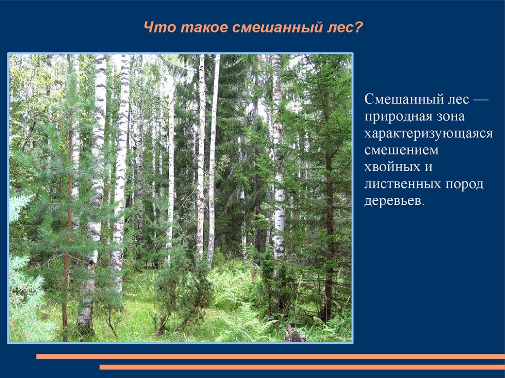 Реферат: Зона мішаних лісів