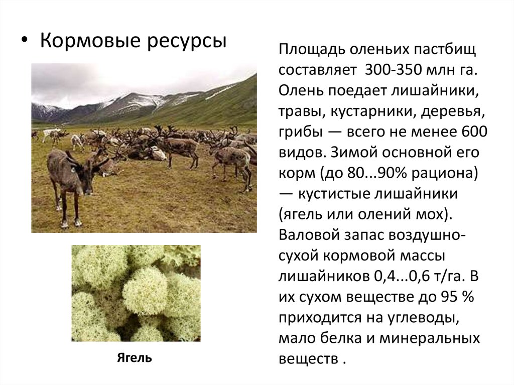 Растительно кормовые ресурсы. Кормовые ресурсы. Растительные кормовые ресурсы. Кормовые ресурсы леса. Кормовые ресурсы пастбища.