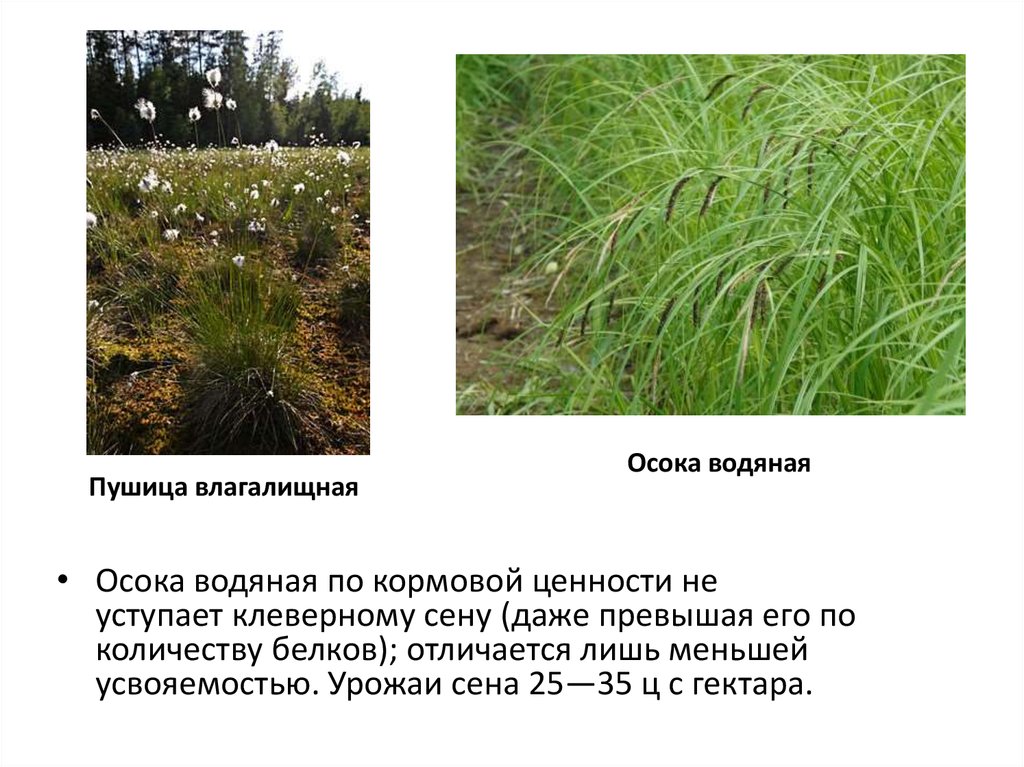 осока ударение. осока трава высокая. осока размножение. осока ударение. корневище осоки.