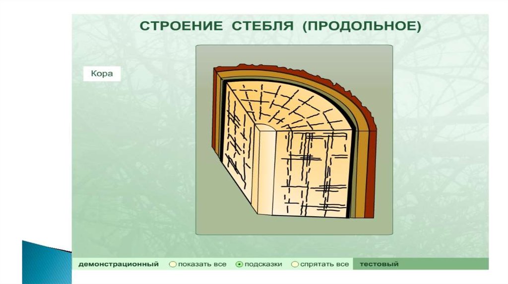 Строение стебля 6. Строение стебля продольное. Серёжка строение стебля. Рисунок поэтапно внутреннее строение стебля дерева. Презентация строение стебля Першина.