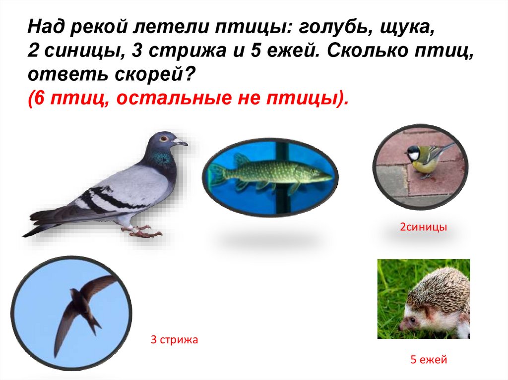 Чего больше не птиц или голубей. Над рекой летели птицы голубь щука. Голубь,щука,2 синицы. Загадка над рекой летели птицы. Какие птицы летают над речкой.