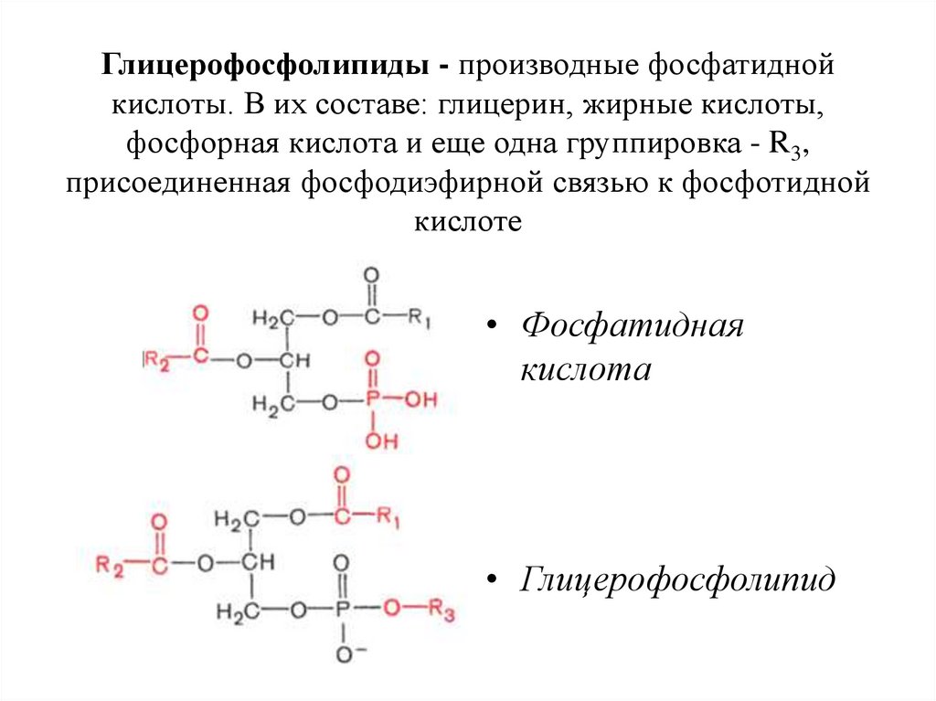 Глицерофосфолипиды - производные фосфатидной кислоты. В их составе: глицерин, жирные кислоты, фосфорная кислота и еще одна