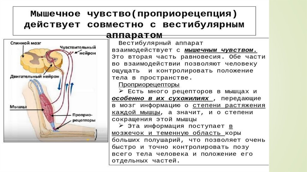 Схема осязательного анализатора